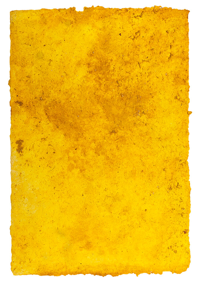 curcuma papel 31.jpg